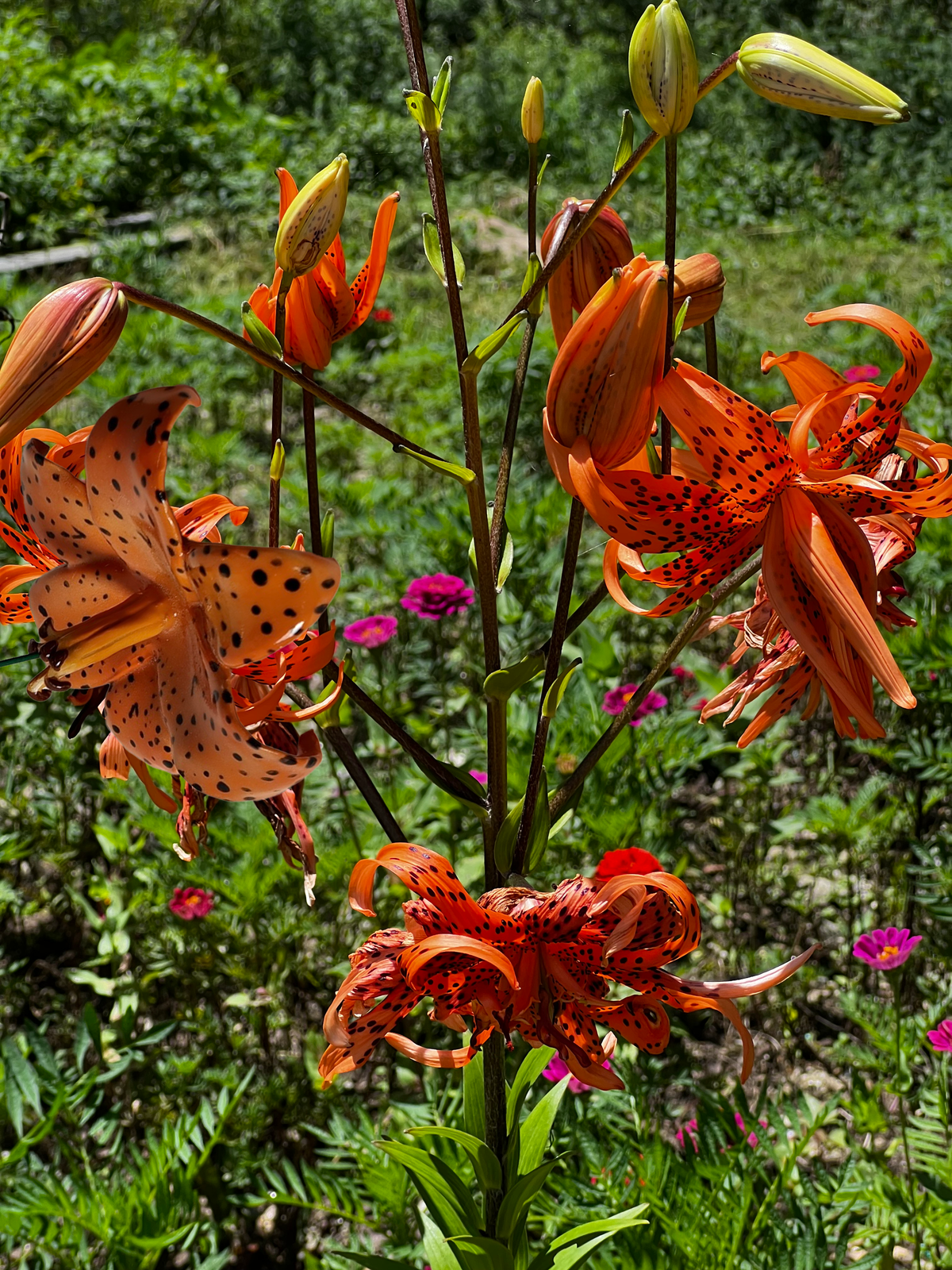 tiger lily incense holder
